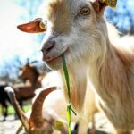 découvrez l'élevage de chèvres à roubaix : une passion pour la nature et la biodiversité. infos pratiques, visites et produits locaux à déguster.