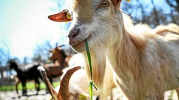 Les habitants s'interrogent : où se trouvent les chèvres de Roubaix ? 5 découvrez l'élevage de chèvres à roubaix : une passion pour la nature et la biodiversité. infos pratiques, visites et produits locaux à déguster.