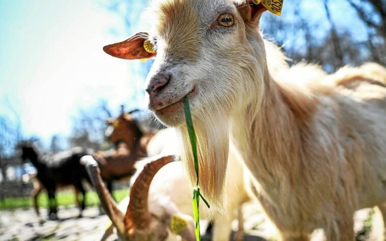 découvrez l'élevage de chèvres à roubaix : une passion pour la nature et la biodiversité. infos pratiques, visites et produits locaux à déguster.