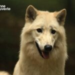 découvrez le tríptico ardennes, une œuvre artistique captivante qui met en lumière la beauté et la richesse des paysages des ardennes. plongez dans une expérience visuelle immersive qui évoque la nature, la culture et l'histoire de cette région pittoresque.