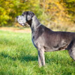 découvrez les débuts remarqués des coureurs danois sur la vuelta, leurs performances marquantes et l'impact de leur présence sur la course cycliste espagnole.