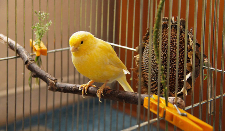 Cycle en rotation : Le canari dans la mine de monoxyde de carbone 7 découvrez l'histoire fascinante du canari de mine, cet oiseau utilisé autrefois dans les mines pour détecter les gaz toxiques et protéger les mineurs. son rôle emblématique et sa place dans la culture minière vous surprendront.