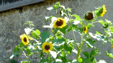 découvrez marbella, la capitale mondiale du cyclisme, où passion, parcours époustouflants et événementiels de renommée internationale se rencontrent pour offrir une expérience unique aux amateurs de vélo.