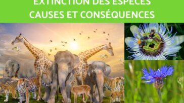 L’extinction silencieuse d’une génération 10 découvrez les causes et les conséquences de l'extinction générationnelle et comment préserver la biodiversité pour les futures générations.