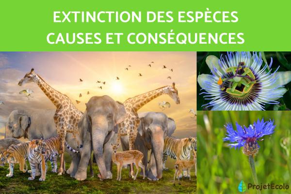 L’extinction silencieuse d’une génération 7 découvrez les causes et les conséquences de l'extinction générationnelle et comment préserver la biodiversité pour les futures générations.